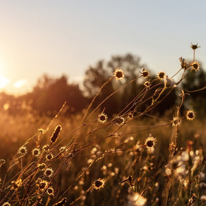 Return to what grounds you: fall at milk + honey
