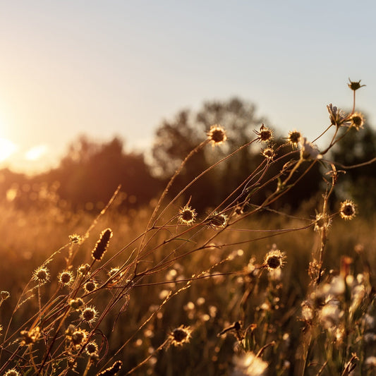 Return to what grounds you: fall at milk + honey