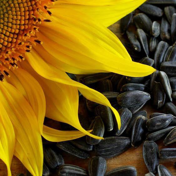 What's So Great About Sunflower Seed Oil?