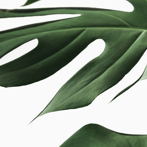 CURATED by milk + honey