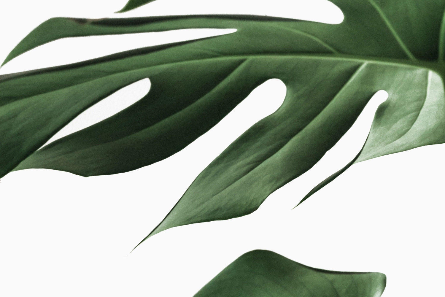 CURATED by milk + honey