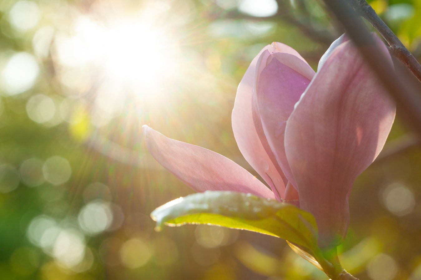 spring awakening