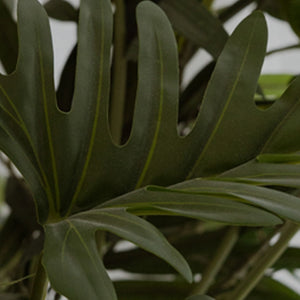 Close-up of green leafy plant with a blurred background