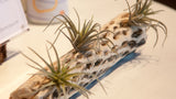 Three small air plant succulents with green and gray-green fronds growing in a white, organic-shaped planter with dark brown spots, displayed on a light beige surface.
