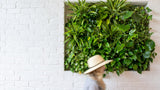 A rectangular green living wall with dense leafy plants mounted on a white brick wall, with a blurred person walking in front at the bottom right.
